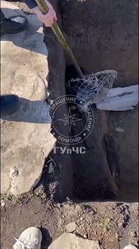 Слободзейские спасатели вчера дважды вылавливали собак из ям сачком