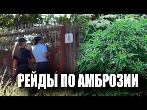 Сотрудники милиции продолжают рейды по всей республике по выявлению амброзии