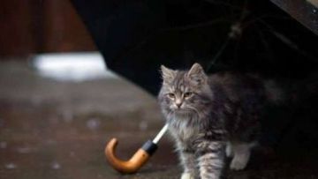 Сегодня – +26°C, а уже завтра – до +18°C
