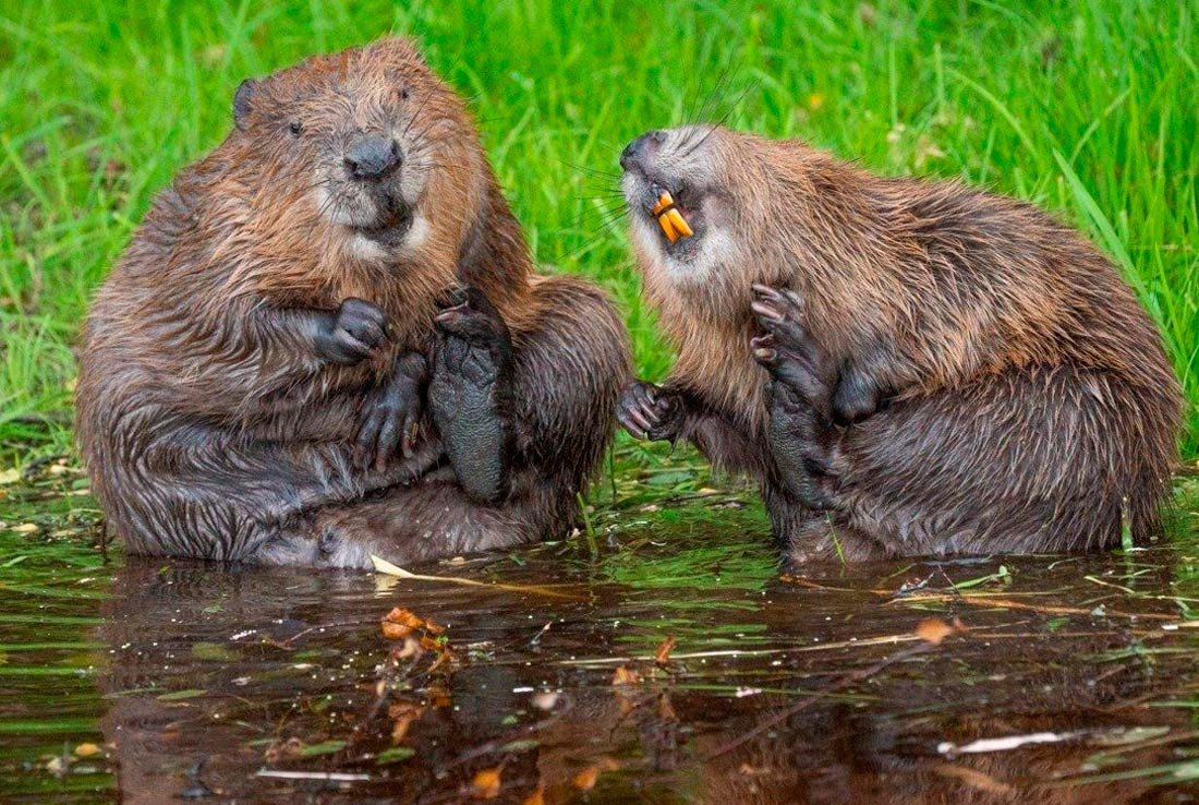 Определены финалисты ежегодной премии Nikon Comedy Wildlife Photography Awards, вручаемой за самые смешные фотографии животных Определены финалисты ежегодной премии Nikon Comedy Wildlife Photography Awards, вручаемой за самые смешные фотографии животных