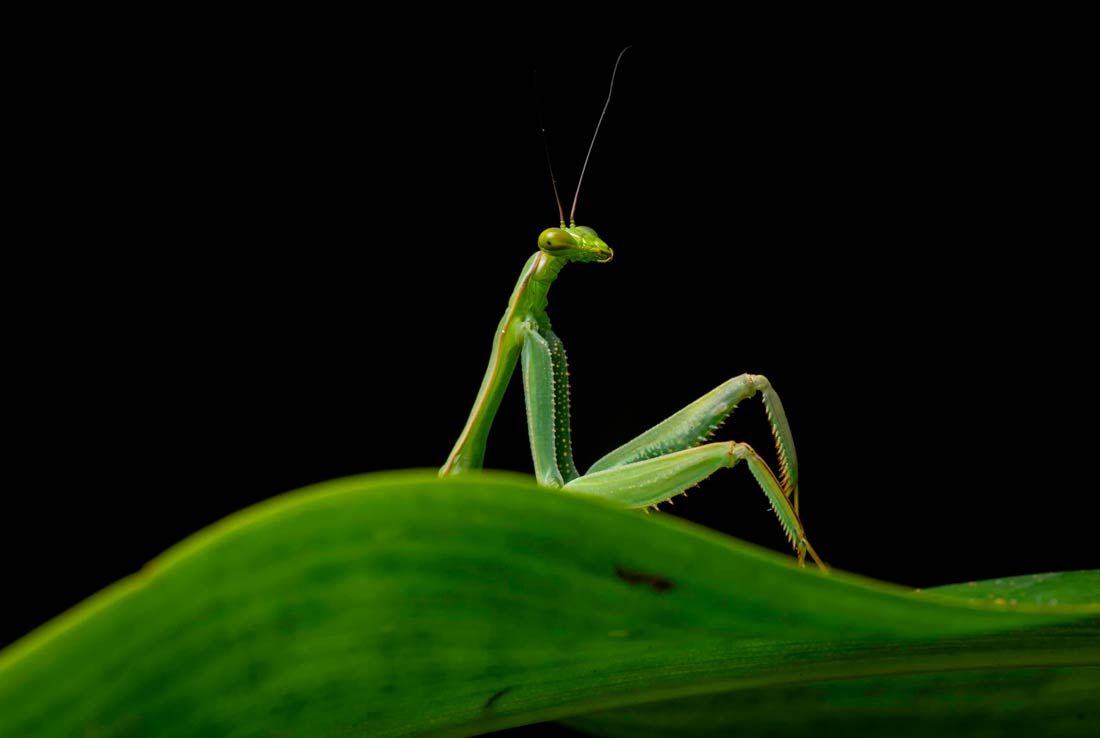 Определены финалисты ежегодной премии Nikon Comedy Wildlife Photography Awards, вручаемой за самые смешные фотографии животных Определены финалисты ежегодной премии Nikon Comedy Wildlife Photography Awards, вручаемой за самые смешные фотографии животных