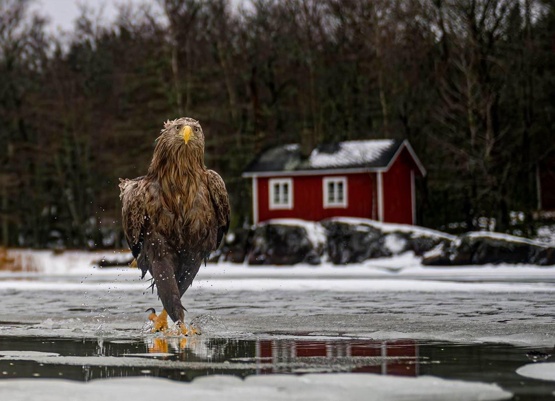 Определены финалисты ежегодной премии Nikon Comedy Wildlife Photography Awards, вручаемой за самые смешные фотографии животных
