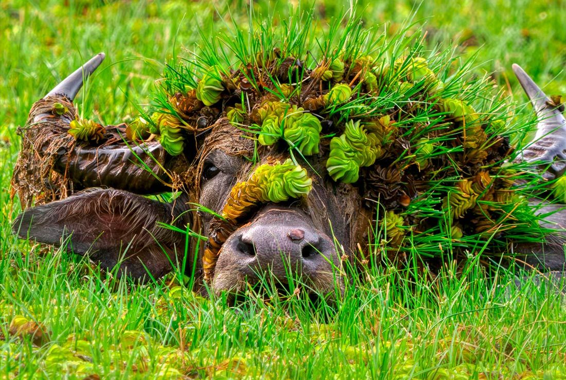 Определены финалисты ежегодной премии Nikon Comedy Wildlife Photography Awards, вручаемой за самые смешные фотографии животных Определены финалисты ежегодной премии Nikon Comedy Wildlife Photography Awards, вручаемой за самые смешные фотографии животных