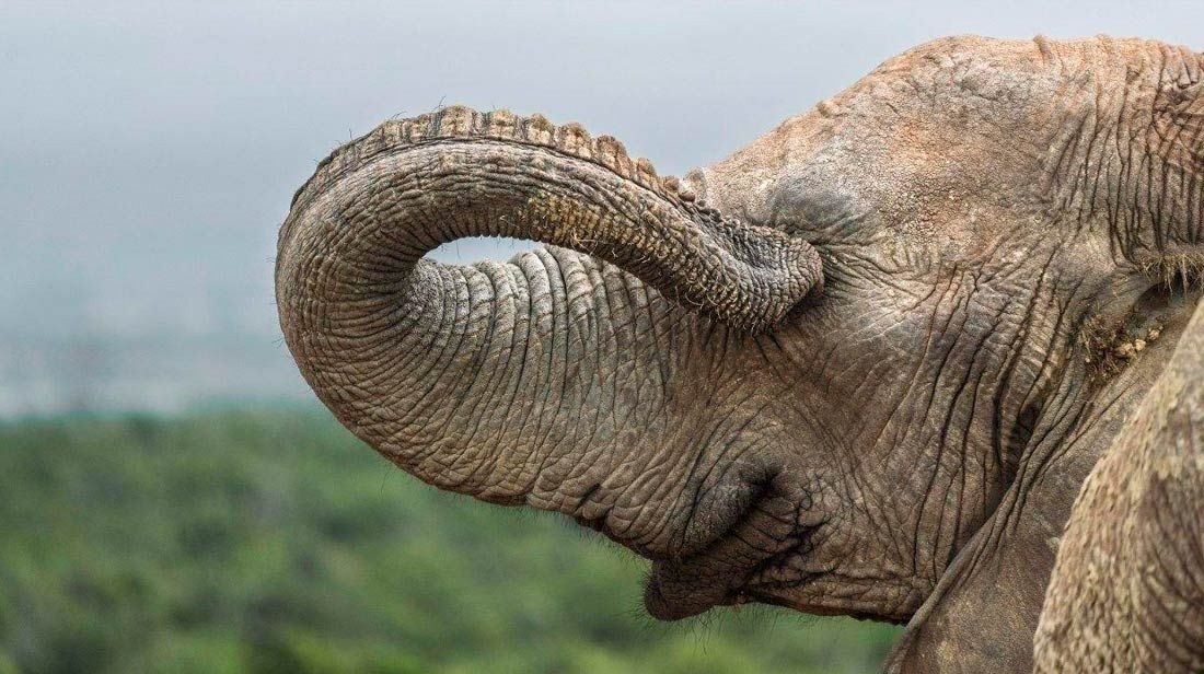 Определены финалисты ежегодной премии Nikon Comedy Wildlife Photography Awards, вручаемой за самые смешные фотографии животных Определены финалисты ежегодной премии Nikon Comedy Wildlife Photography Awards, вручаемой за самые смешные фотографии животных