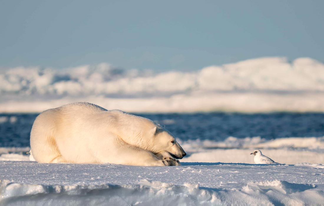 Определены финалисты ежегодной премии Nikon Comedy Wildlife Photography Awards, вручаемой за самые смешные фотографии животных Определены финалисты ежегодной премии Nikon Comedy Wildlife Photography Awards, вручаемой за самые смешные фотографии животных