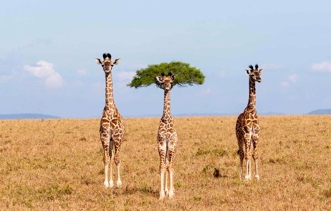Определены финалисты ежегодной премии Nikon Comedy Wildlife Photography Awards, вручаемой за самые смешные фотографии животных Определены финалисты ежегодной премии Nikon Comedy Wildlife Photography Awards, вручаемой за самые смешные фотографии животных