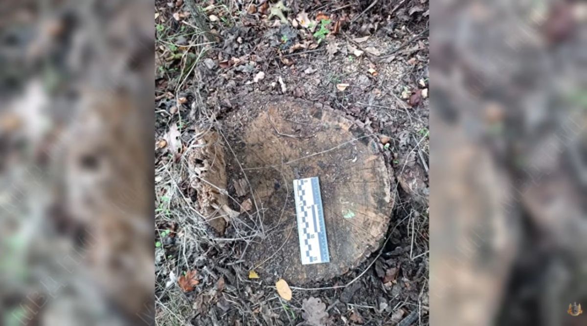 Житель Рыбницкого района спилил в лесу 16 дубов на дрова
