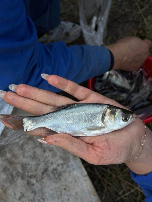 Экологи ГРЭС в Днестровске выпустили в Кучурганское водохранилище около 3 тонн рыбы Экологи ГРЭС в Днестровске выпустили в Кучурганское водохранилище около 3 тонн рыбы