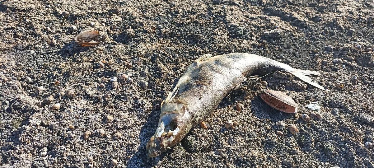 Красочная палитра осени не может скрыть страшного экологического бедствия, которое постигло наш Днестр Красочная палитра осени не может скрыть страшного экологического бедствия, которое постигло наш Днестр