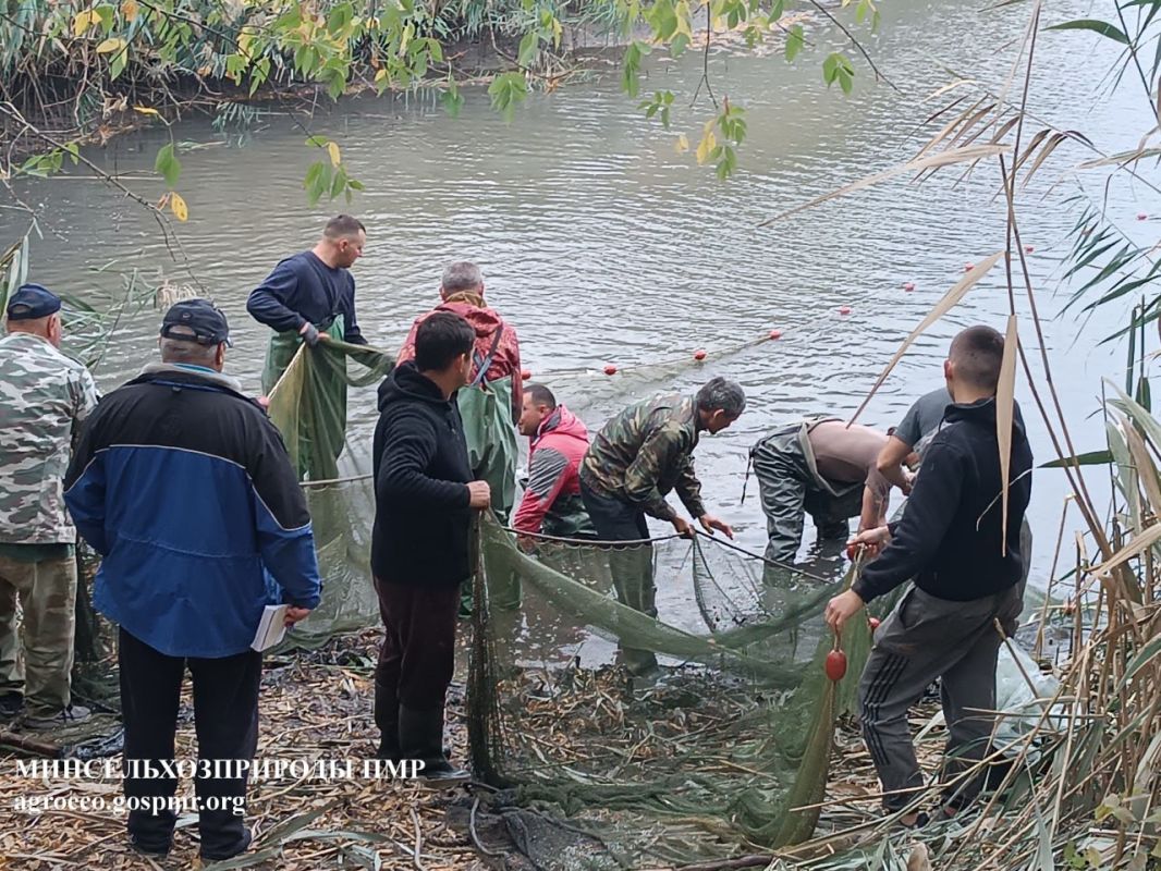 В Приднестровье продолжается зарыбление рыбохозяйственных водоемов