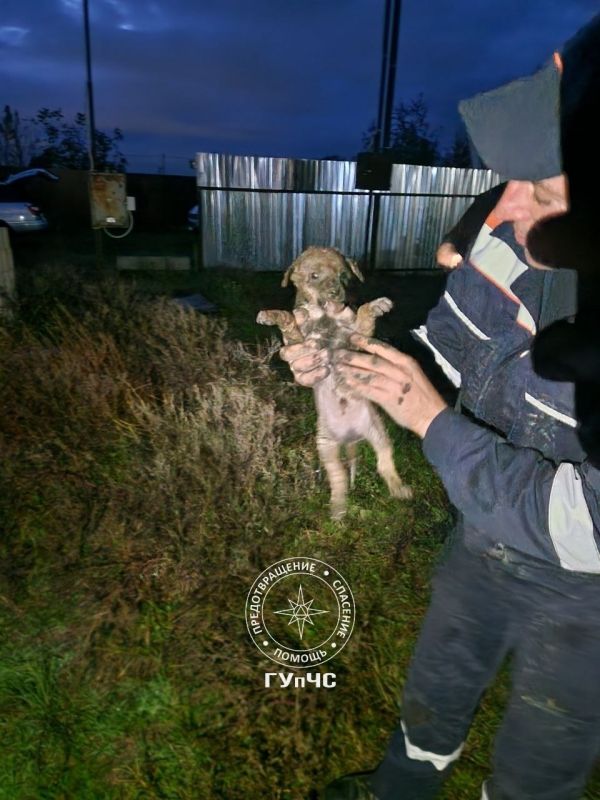 Застрял в трубе. Вчера столичные сотрудники АСП спасали щенка в Терновке