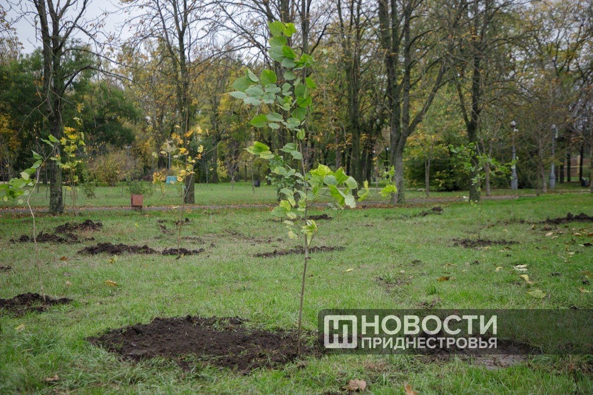 32 клёна и липы высадили в парке «Победа» сотрудники Минэкономразвития 32 клёна и липы высадили в парке «Победа» сотрудники Минэкономразвития