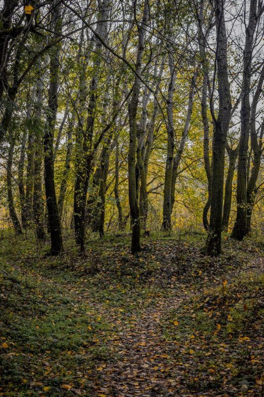 Осенние зарисовки от Виктора Громова Осенние зарисовки от Виктора Громова